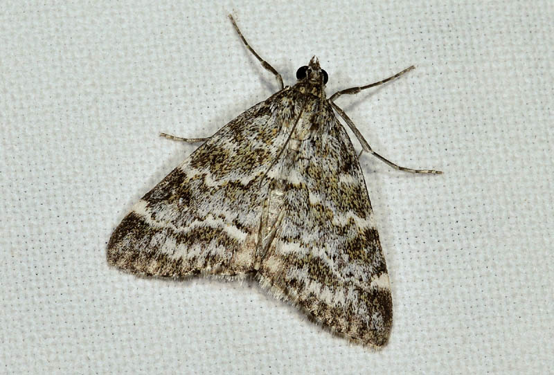 2 Crambidae - Evergestis sophialis